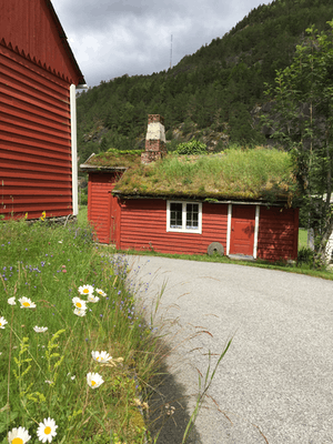 Green roof in Bergen, Norway